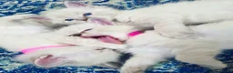 Ragdoll cats for sale: Ragdoll kitten - Advert 2