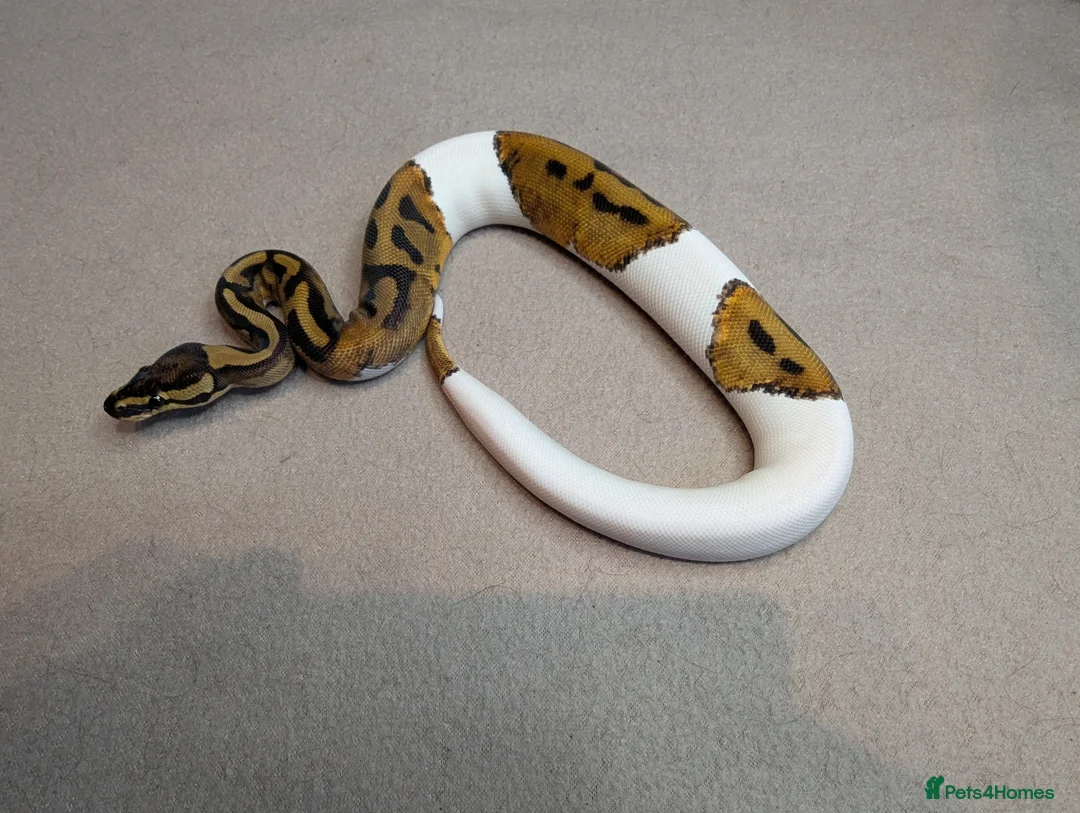 Python Snake reptiles for sale: 2025 Royal Python Hatchlings  - Advert 6