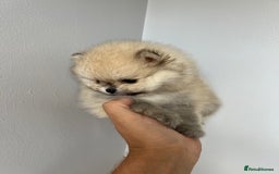 Pomeranian dogs for sale: Last Pomeranian Male - Image 6