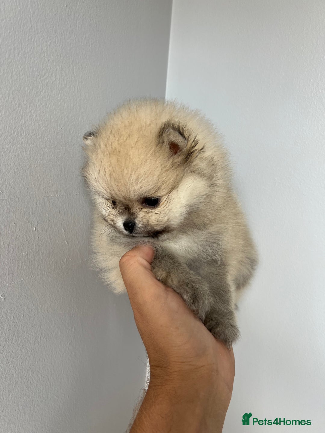 Pomeranian dogs for sale: Last Pomeranian Male - Image 6