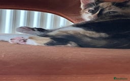 British Shorthair cats for sale: 3 beautiful and playful kittens  - Image 16