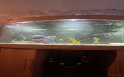 Cichlids fish for sale: Red dragon Flowerhorn  - Image 4