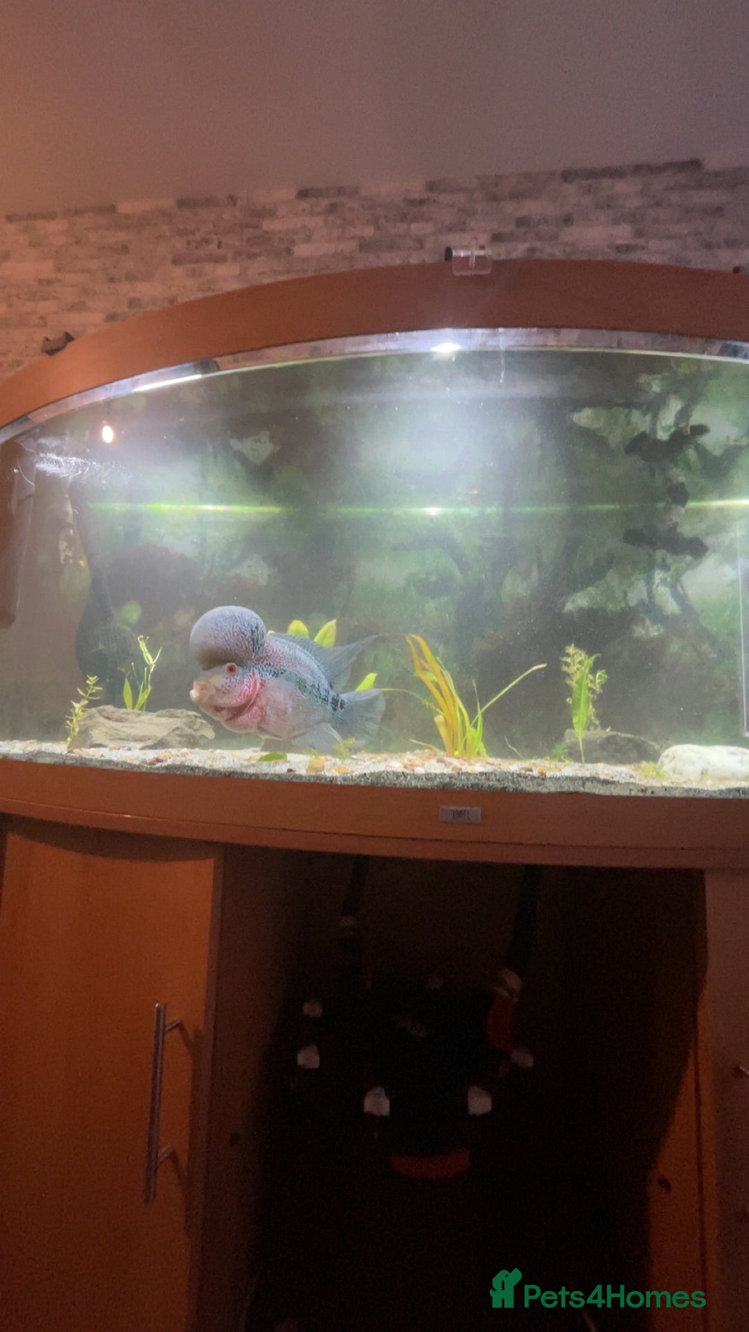 Cichlids fish for sale: Red dragon Flowerhorn  - Image 4