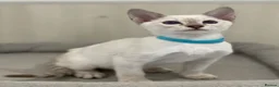 Siamese cats for sale: GCCF Registered Traditional Siamese Kittens.  - Advert 13
