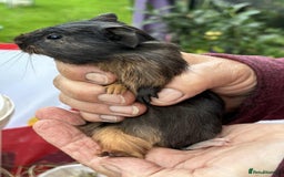 Guinea Pig rodents for sale: Beautiful multicoloured pups, ready 22nd October - Image 5