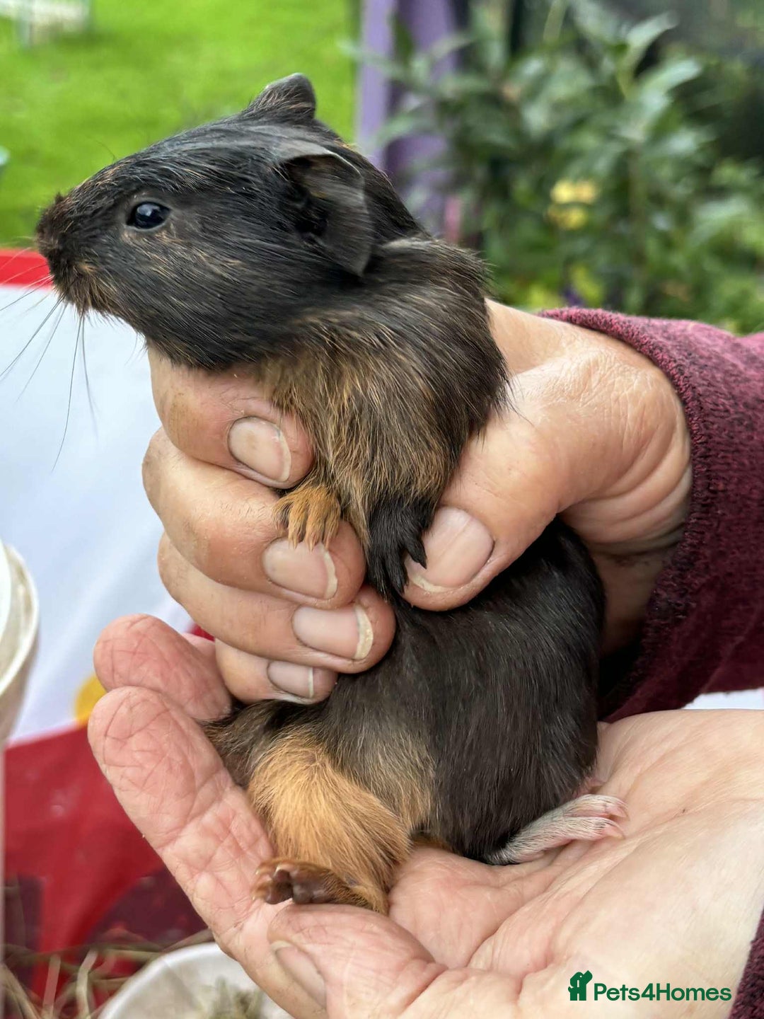 Guinea Pig rodents for sale: Beautiful multicoloured pups, ready 22nd October - Image 5