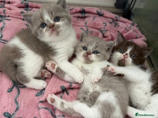 British Shorthair cats 🍫 🧸Beautiful Registered BSH LAST 2 🧸🍫 - Advert 8