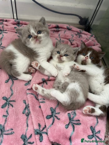 British Shorthair cats - Advert 9