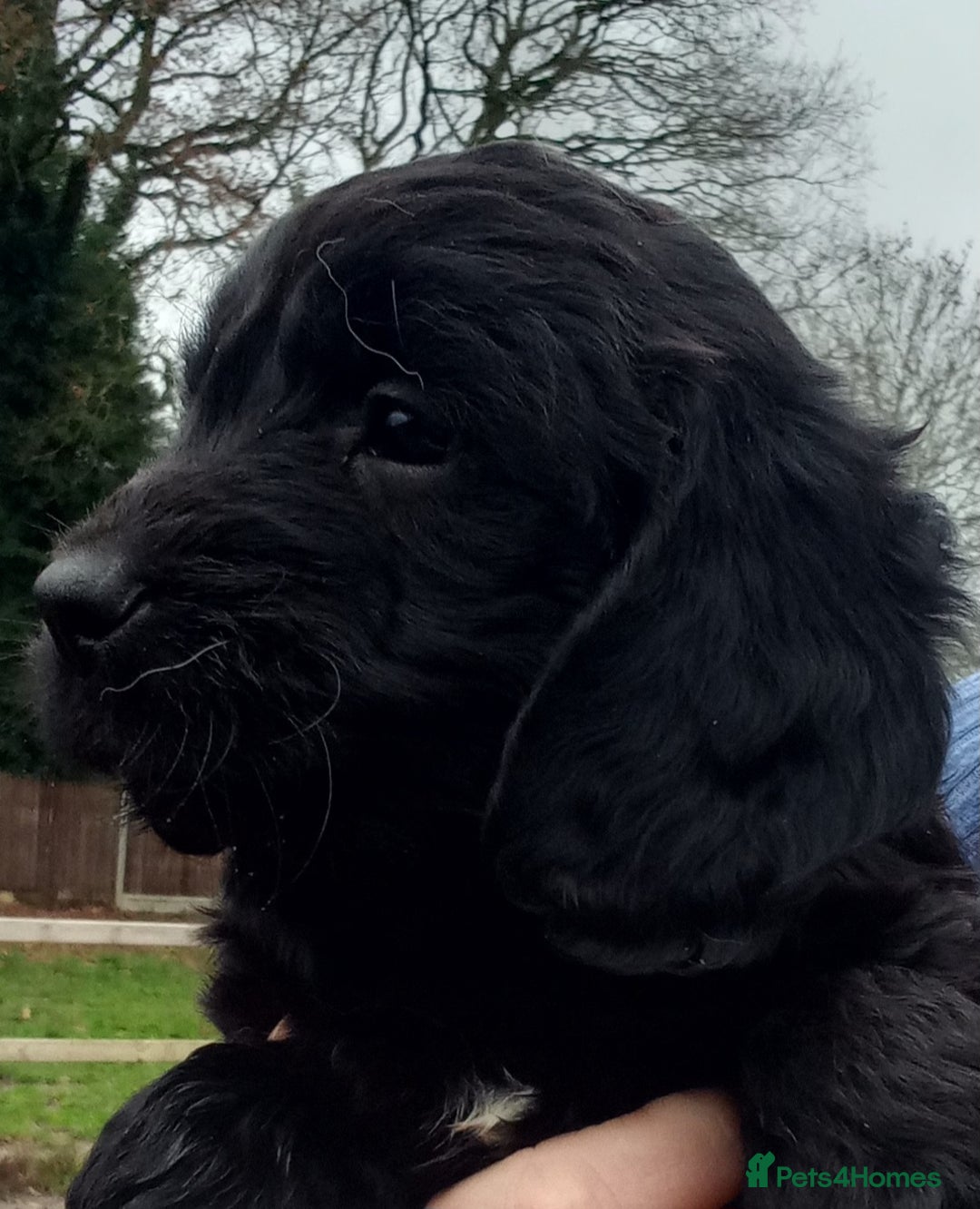 Sproodle dogs for sale: Sproodle pups for sale - Advert 2