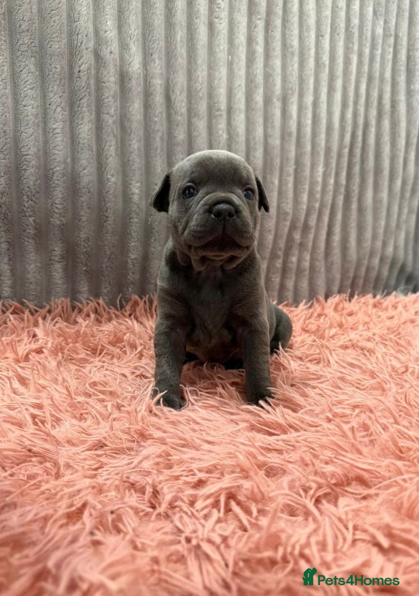 Staffordshire Bull Terrier dogs GRAND CH BLUE STAFFORDSHIRE BULL TERRIER PUPS - Advert 2