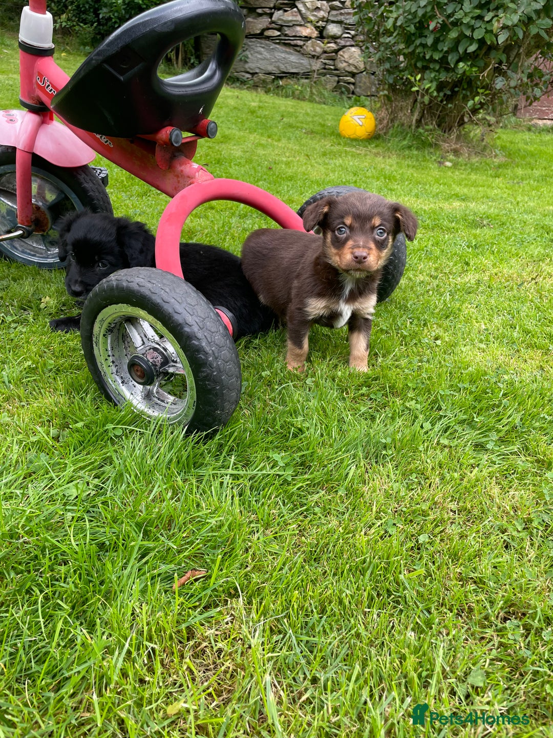 Mixed Breed dogs for sale: Sprollie puppies  - Image 23