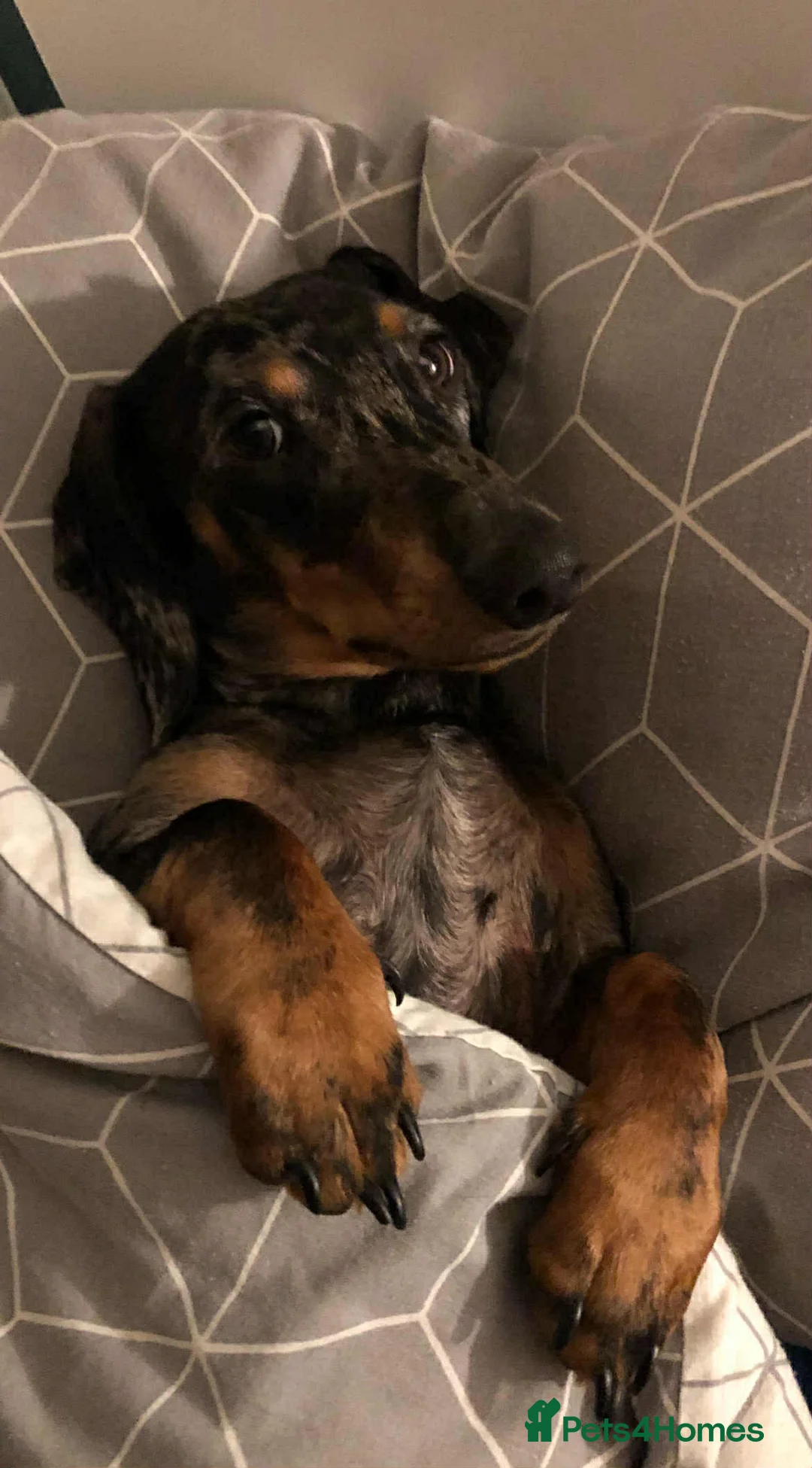 Dachshund dogs for sale: Dachshund puppies - Advert 7