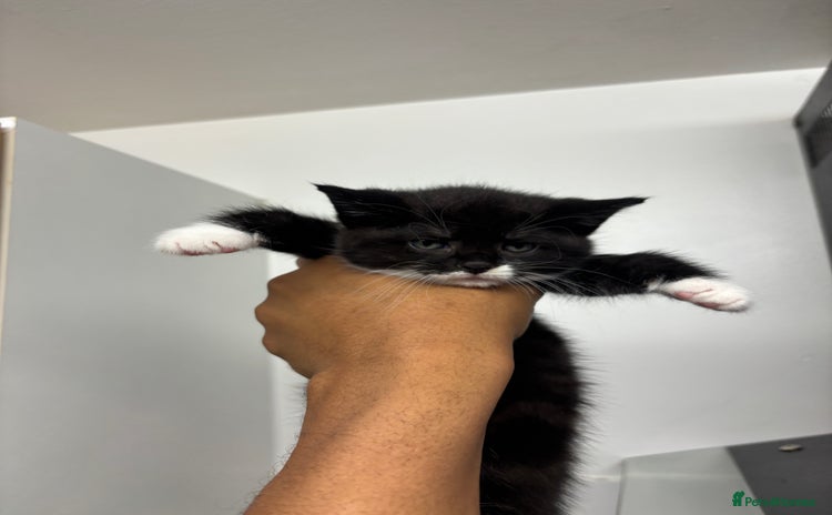 Domestic Shorthair cats - Advert 1