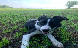 Border Collie dogs for sale: 10 Beautiful Border Collie Puppies - Image 31