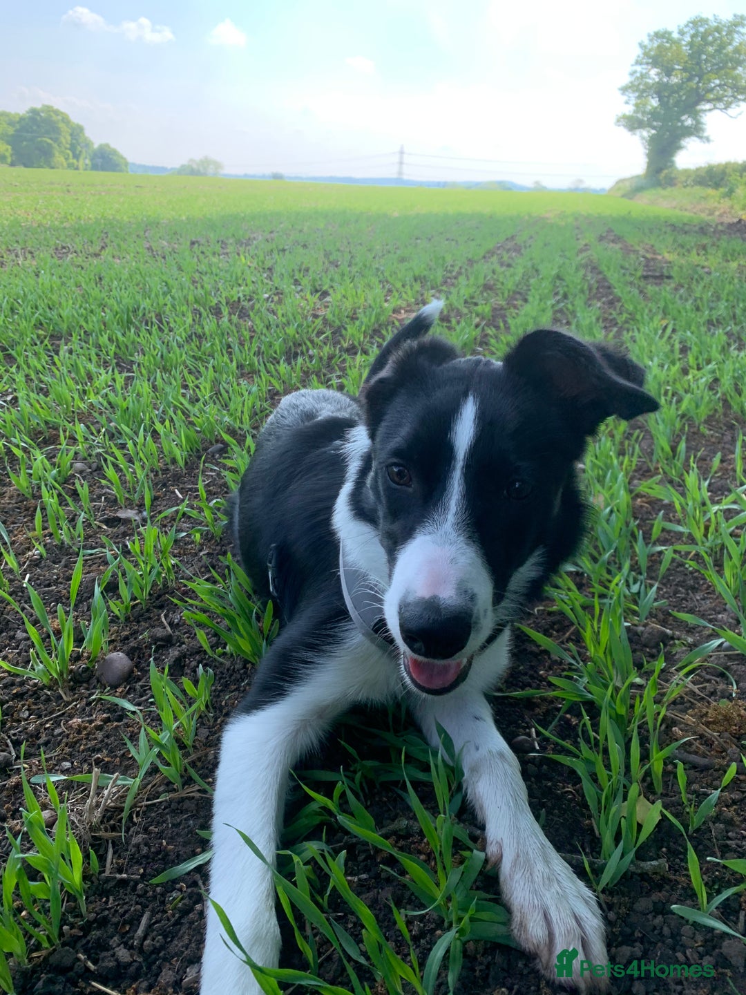 Border Collie dogs for sale: 10 Beautiful Border Collie Puppies - Image 31