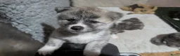 Japanese Akita Inu dogs for sale: Akita puppies pedigree for forever loving homes - Advert 22