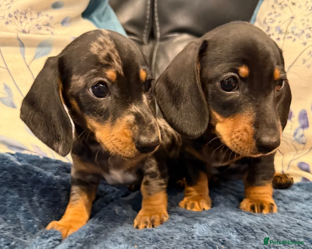 Miniature Dachshund dogs for sale: Miniature Smooth Dachshund puppies  - Advert 12