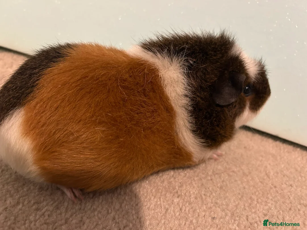 Guinea Pig rodents for sale: Female guinea pigs  - Advert 6