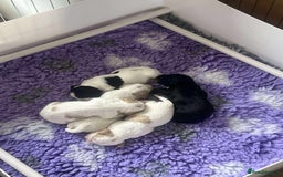 Cocker Spaniel dogs for sale: Lemon and white working cocker spaniels  - Image 4