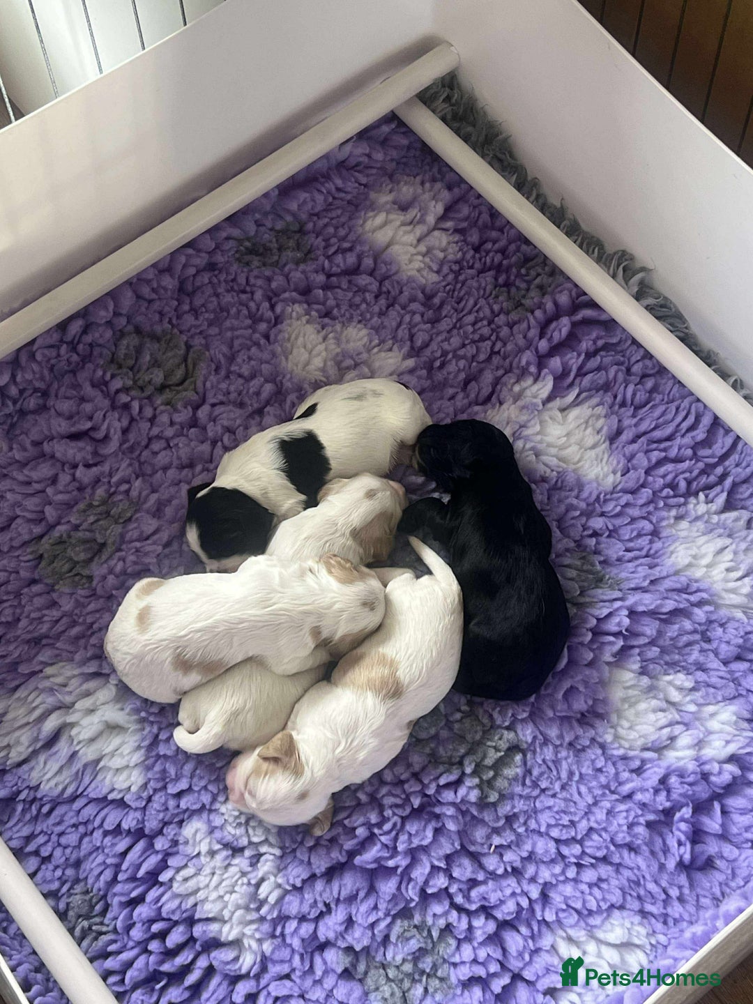 Cocker Spaniel dogs for sale: Lemon and white working cocker spaniels  - Image 4