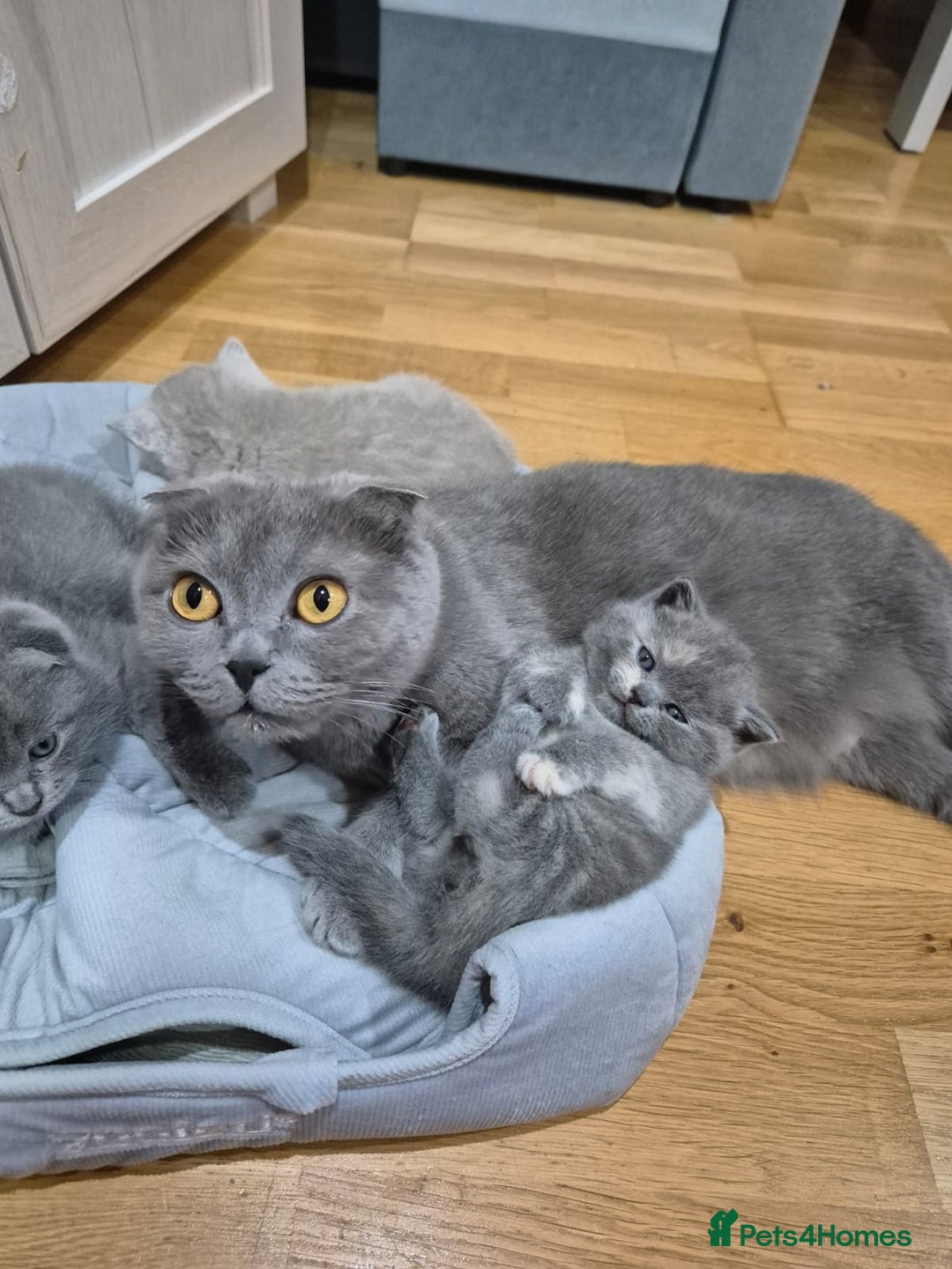 Scottish Fold cats for sale: Scottish fold, straight girls, boys, lilac blue  - Advert 4
