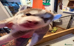 Siberian Husky dogs for sale: Red puppies - Image 5
