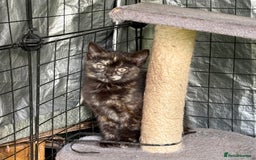Mixed Breed cats for sale: 2 Female Mixed Breed kittens - Image 3