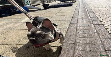 French Bulldog dogs - Advert 6