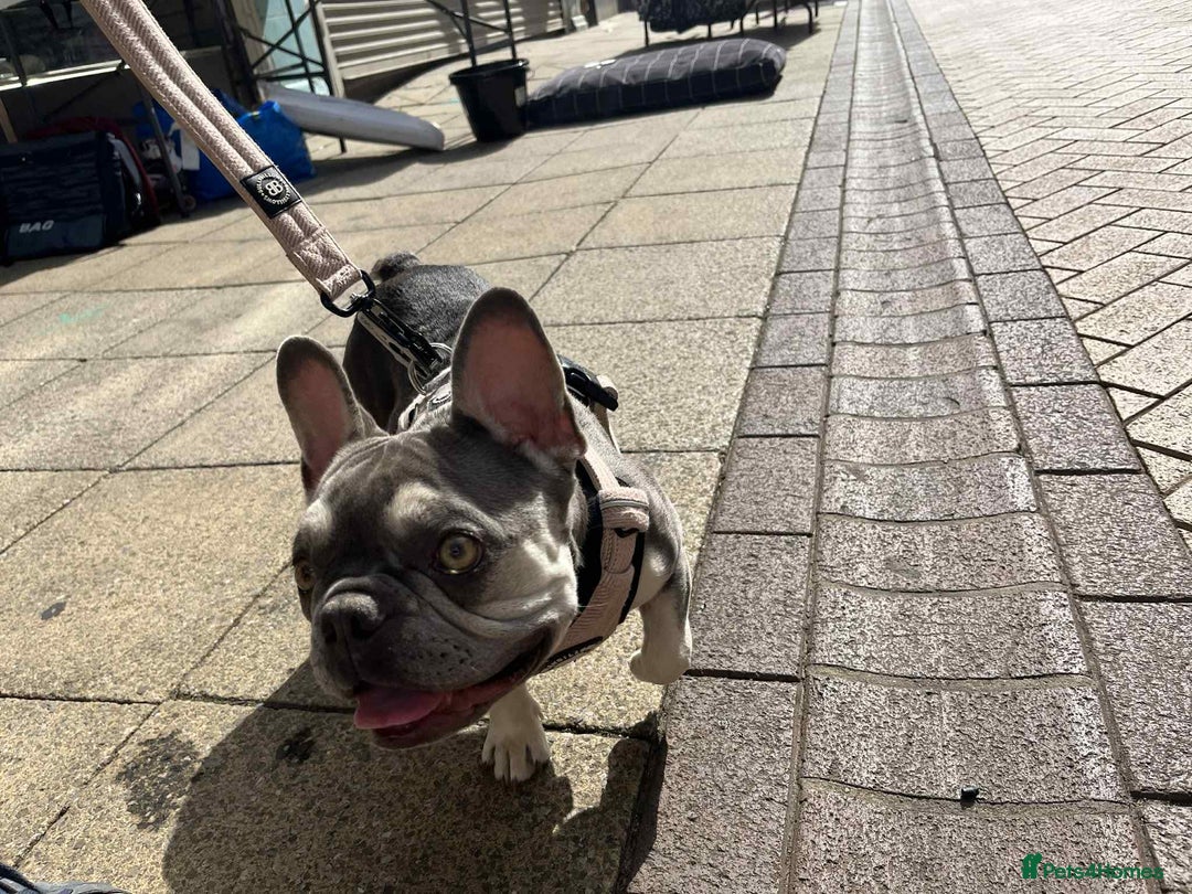 French Bulldog dogs for adoption: Nala needs a loving home  - Image 2