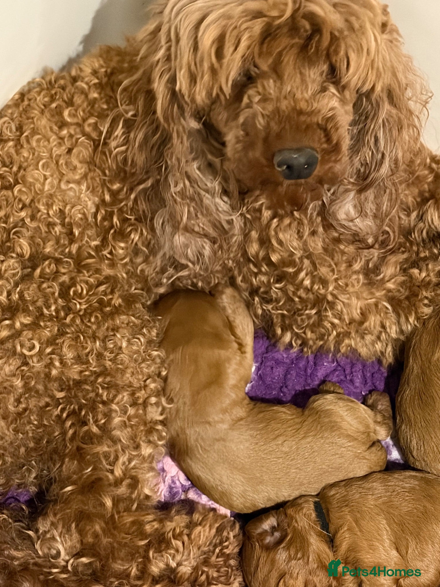Cavapoo dogs Dark red F1 cavapoo pups  - Advert 12