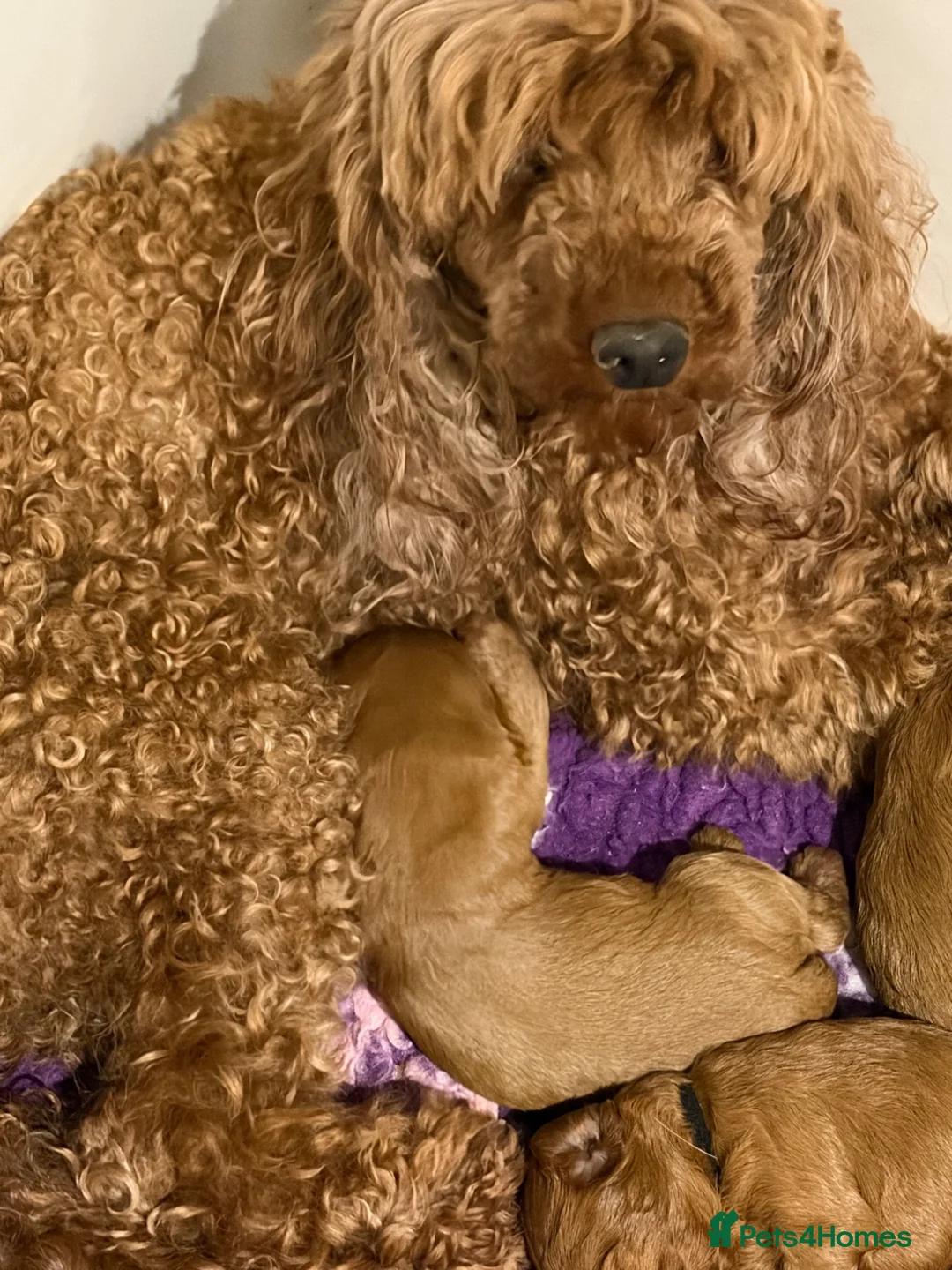Cavapoo dogs for sale: Dark red F1 cavapoo pups  - Advert 1