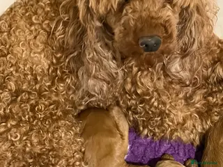 Cavapoo dogs Dark red F1 cavapoo pups - Advert 1