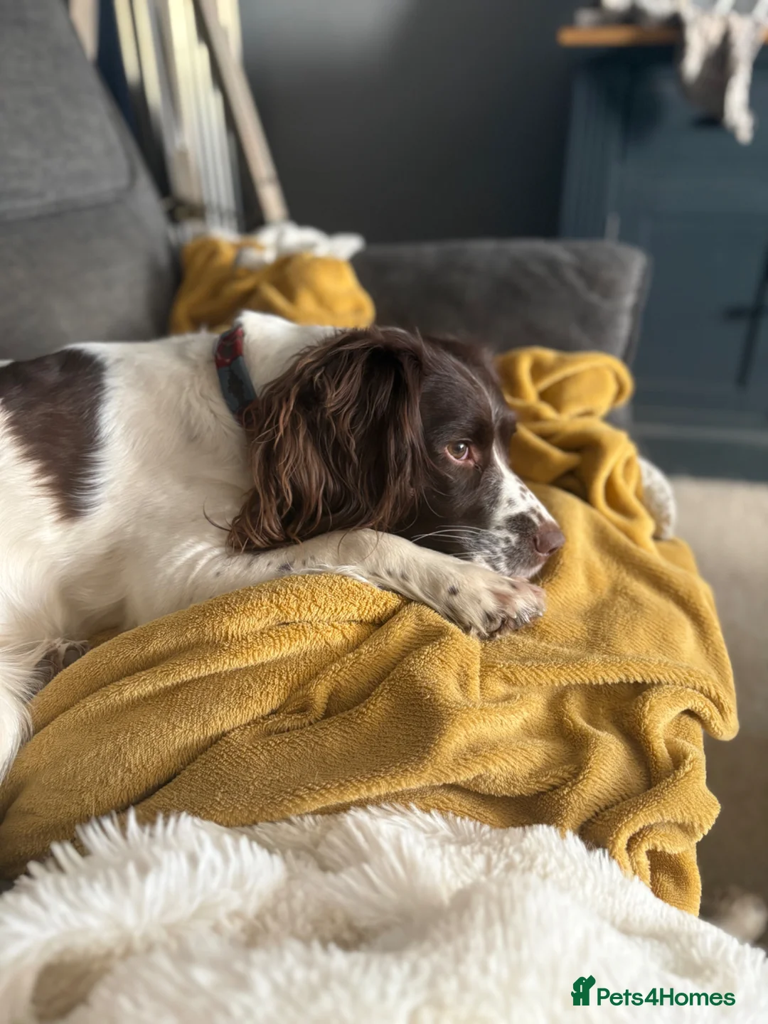 English Springer Spaniel dogs for sale:  8 KC Reg Working springer spaniels due 12/05 - Advert 2