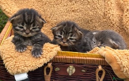 Maine Coon cats for sale: Maincoon cross kittens  - Image 8