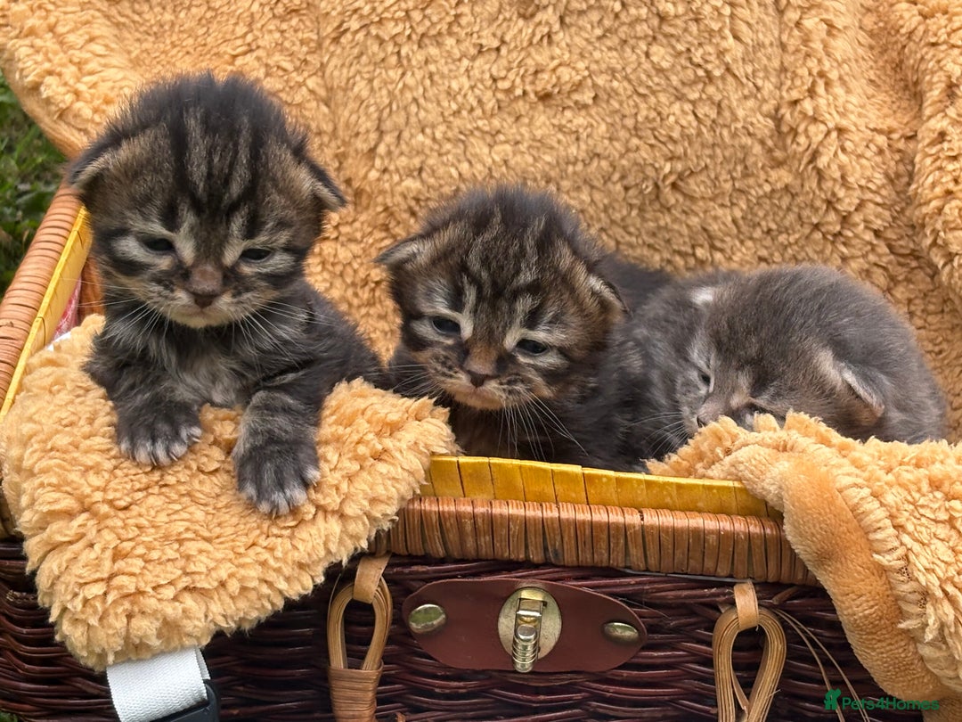 Maine Coon cats for sale: Maincoon cross kittens  - Image 8