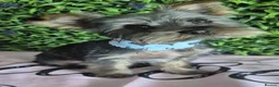 Yorkshire Terrier dogs for sale: ## Beautiful Yorkshire terrier 4 girls 2 boys ## - Advert 14