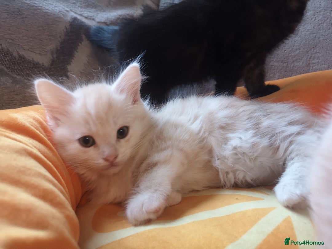 Maine Coon cats for sale: FLUFFY MAINECOON X KITTENS - Image 13