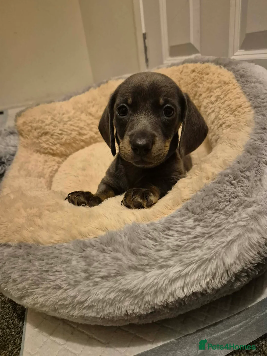 Miniature Dachshund dogs for sale: KC Dachshund puppies  - Advert 15