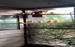 Canaries birds for sale: Mixed colour canaries  - Image 3
