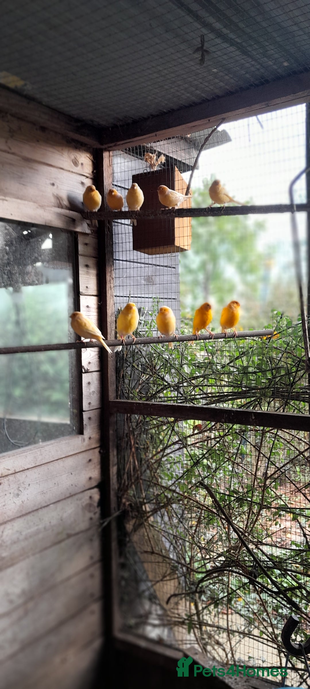 Canaries birds for sale: Mixed colour canaries  - Image 3