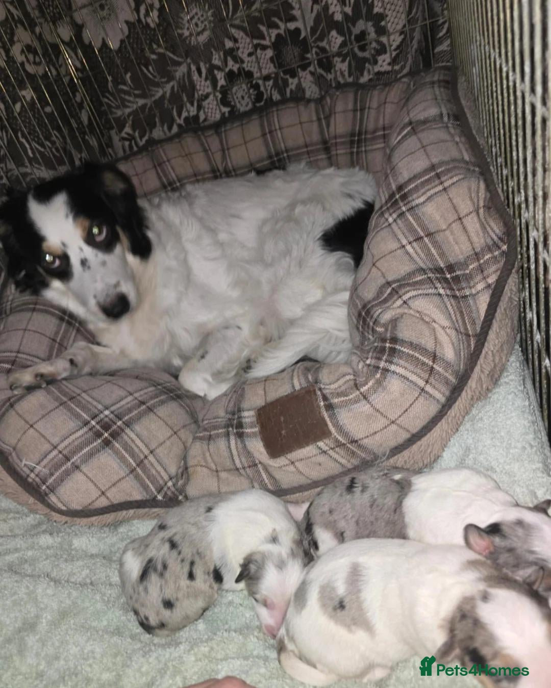 Border Collie dogs for sale: Beautiful Border Collie Puppies with Bright Future - Advert 9