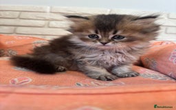 Scottish Fold cats for sale: Scottish fold pedigree kittens - Image 17