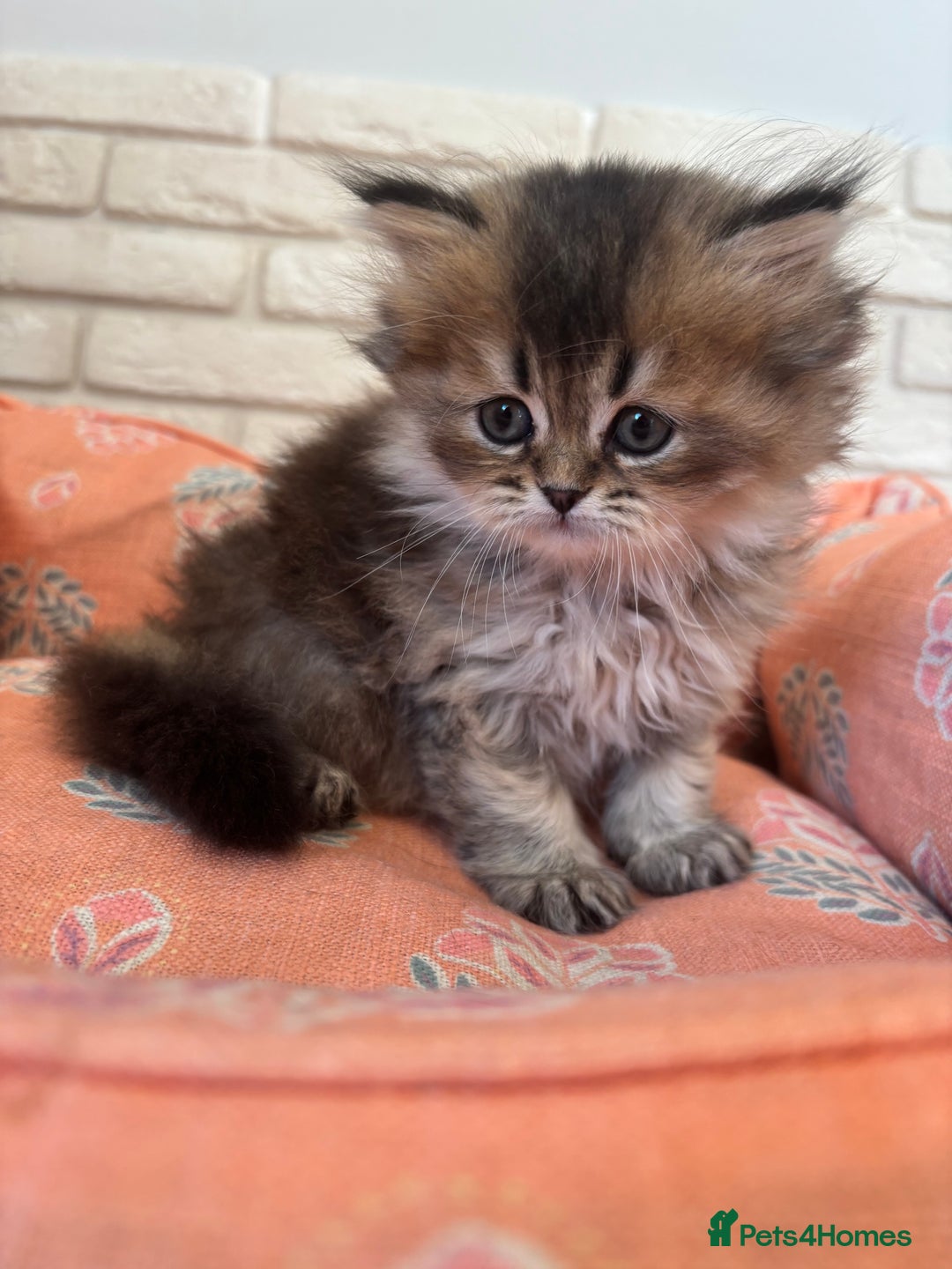 Scottish Fold cats for sale: Scottish fold pedigree kittens - Image 17