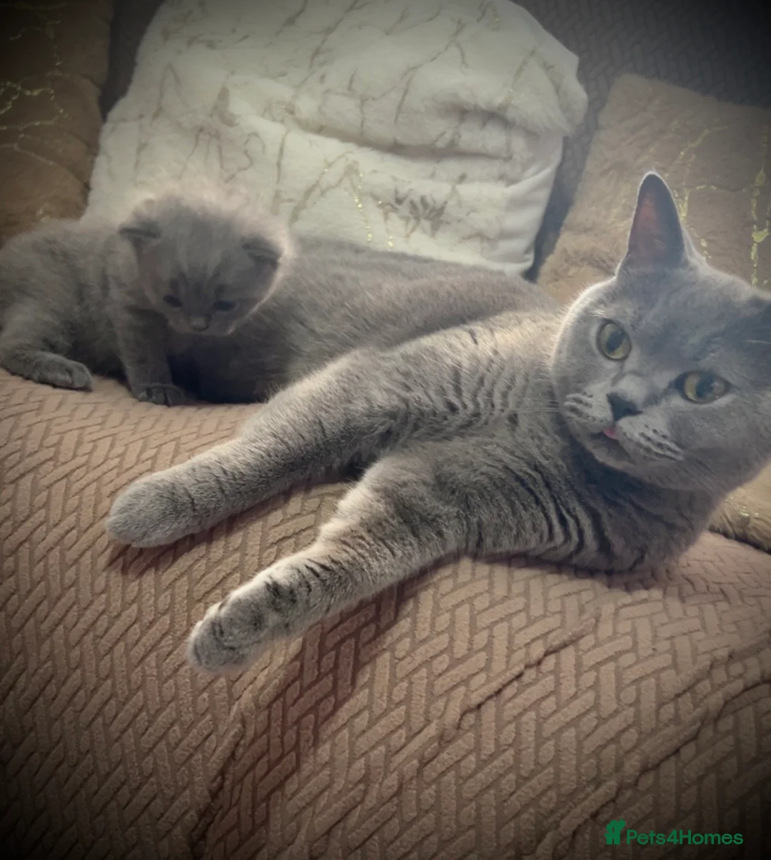 British Shorthair cats for sale: British shorthair kitten - Advert 2