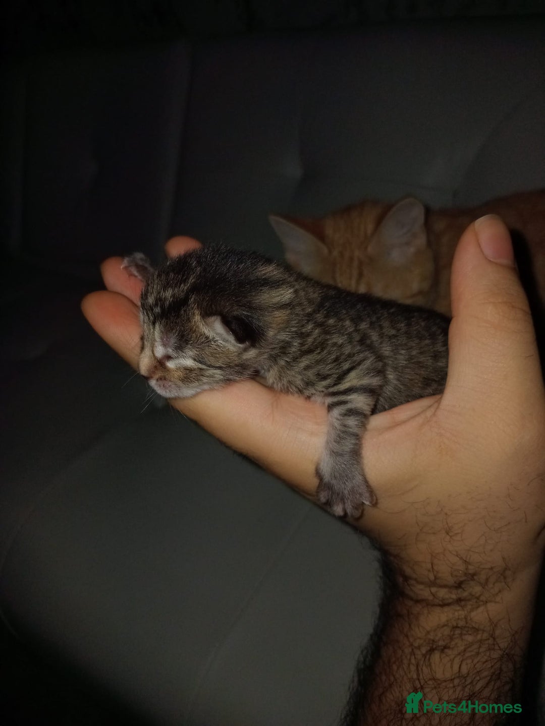 Bengal cats for sale: Bengal kittens for rehome - Image 8