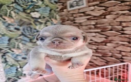 Pug dogs for sale: Lilac and tan - Advert 6