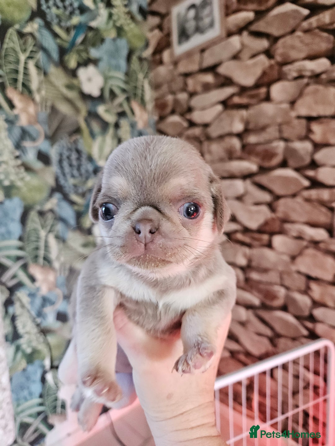 Pug dogs for sale: Lilac and tan - Advert 6