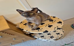 Burmese cats for sale: Gorgeous Pedigree Female Burmese Kittens - Image 16