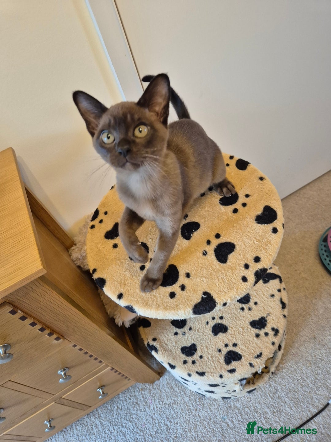 Burmese cats for sale: Gorgeous Pedigree Female Burmese Kittens - Image 16