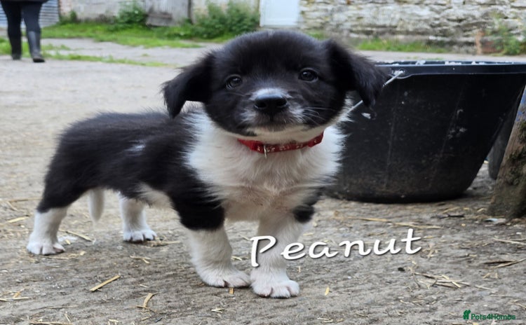 Border Collie dogs - Advert 3